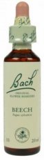 Beech ( Beuk ) 10 ml